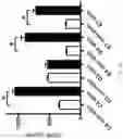 Fig. 07 - Materials and methods for generating therapeutic mesenchymal stem cells