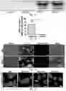Fig. 02 - Microenvironments for self-assembly of islet organoids from stem cells differentiation