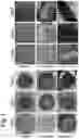 Fig. 02 - Cell Mass Fusion Method