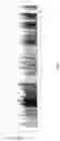 Fig. 02 - B4GALT1 Variants And Uses Thereof