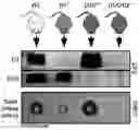 Fig. 01 - DNase therapy for intravascular accumulation of extracellular DNA