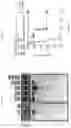 Fig. 25 - DNase therapy for intravascular accumulation of extracellular DNA