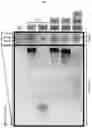 Fig. 27 - DNase therapy for intravascular accumulation of extracellular DNA