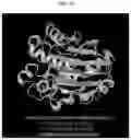Fig. 29 - DNase therapy for intravascular accumulation of extracellular DNA
