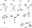 Fig. 01 - Methods and compositions for therapeutic protein delivery