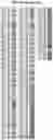 Fig. 63 - DNA-templated macrocycle library