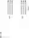 Fig. 32 - Compositions and methods for molecular labeling