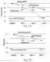 Fig. 02 - Detection of microbial endotoxins in oral samples using aptamers