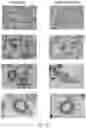 Fig. 06 - Detection of microbial endotoxins in oral samples using aptamers