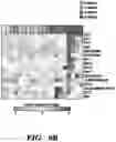 Fig. 22 - Method of reducing the effects of aging-associated impairment of neurogenesis comprising modulating c-c chemokine receptor type 3 (CCR3)