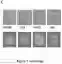 Fig. 03 - Optimized vector for delivery in microbial populations