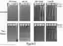 Fig. 04 - Optimized vector for delivery in microbial populations