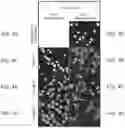 Fig. 05 - GENOME EDITING BY POLLEN-MEDIATED TRANSFORMATION