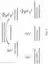 Fig. 11 - GENOME EDITING BY POLLEN-MEDIATED TRANSFORMATION