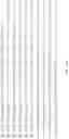 Fig. 09 - Compositions and methods for modification of fatty acids in soybean