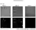 Fig. 22 - MODIFIED POLYAMINE POLYMERS FOR DELIVERY OF BIOMOLECULES INTO CELLS