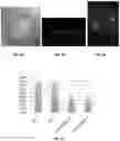 Fig. 06 - MATERIALS AND METHODS FOR PREVENTING TRANSMISSION OF A PARTICULAR CHROMOSOME