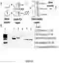 Fig. 08 - Methods and kits for using recombinant microorganisms as direct reagents in biological applications