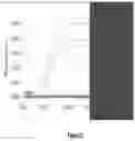 Fig. 25 - Methods and kits for using recombinant microorganisms as direct reagents in biological applications