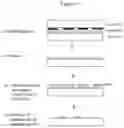 Fig. 02 - Patterned flow-cells useful for nucleic acid analysis
