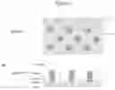 Fig. 04 - Patterned flow-cells useful for nucleic acid analysis