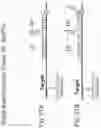 Fig. 28 - METHODS OF DETECTING NUCLEIC ACID SEQUENCES WITH HIGH SPECIFICITY
