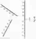 Fig. 50 - METHODS OF DETECTING NUCLEIC ACID SEQUENCES WITH HIGH SPECIFICITY
