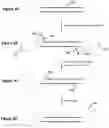 Fig. 04 - Compositions and methods for selection of nucleic acids