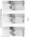 Fig. 06 - MODIFIED NUCLEOTIDES
