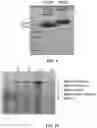 Fig. 06 - NANOPORE ASSEMBLIES AND USES THEREOF