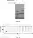 Fig. 11 - NANOPORE ASSEMBLIES AND USES THEREOF