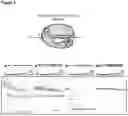 Fig. 10 - Type V CRISPR/Cas effector proteins for cleaving ssDNAs and detecting target DNAs