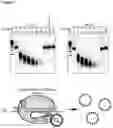 Fig. 15 - Type V CRISPR/Cas effector proteins for cleaving ssDNAs and detecting target DNAs