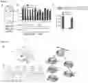 Fig. 24 - Type V CRISPR/Cas effector proteins for cleaving ssDNAs and detecting target DNAs