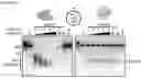 Fig. 27 - Type V CRISPR/Cas effector proteins for cleaving ssDNAs and detecting target DNAs