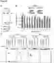 Fig. 35 - Type V CRISPR/Cas effector proteins for cleaving ssDNAs and detecting target DNAs