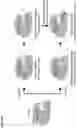 Fig. 37 - Type V CRISPR/Cas effector proteins for cleaving ssDNAs and detecting target DNAs