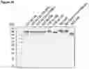 Fig. 38 - Type V CRISPR/Cas effector proteins for cleaving ssDNAs and detecting target DNAs