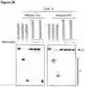 Fig. 47 - Type V CRISPR/Cas effector proteins for cleaving ssDNAs and detecting target DNAs