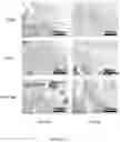 Fig. 09 - Properties and parameters of novel biodegradable metallic alloys