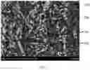 Fig. 08 - Advanced electrodeposited copper foil having island-shaped microstructures and copper clad laminate using the same
