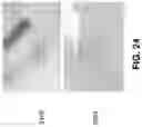 Fig. 25 - Directly photo-patternable, stretchable, electrically conductive polymer