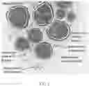Fig. 02 - Quantitative structural assay of a nerve graft