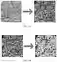 Fig. 04 - Quantitative structural assay of a nerve graft