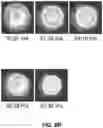 Fig. 10 - Culture Detection and Measurement Over Time