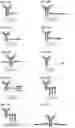 Fig. 45 - Compositions and methods of treating muscle atrophy and myotonic dystrophy