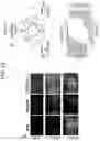 Fig. 22 - Midbrain dopamine (DA) neurons for engraftment
