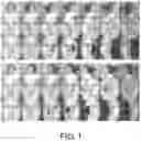 Fig. 02 - POSE INVARIANT FACE RECOGNITION
