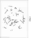 Fig. 02 - Method and system for training a separation of overlapping chromosome recognition model based on simulation