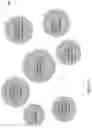 Fig. 06 - TRANSIT VOICE ASSISTANT